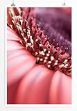 Eau Zone Home Bild - Naturbilder – Große rote Gerbera- 