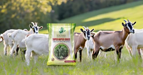 Super Napier & Sorghum Sudan Grass (1000 Seeds) | High Yield Multi Cut Fodder Grass Seeds for Cattle, Goat, Buffalo, Sheep | Nutritious Green Fodder for Dairy & Livestock Farming