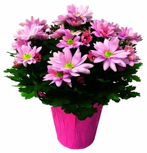 DECOALIVE Chrysanthemum Flor Natural Símbolo de Japón Planta Viva