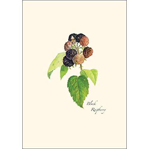 Image of Earth Sky + Water - Berry Assortment Notecard Set - 8 Blank Cards with Envelopes (2 each of 4 styles)