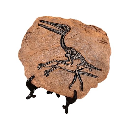 BUBEFSKD Résines Squelette De Dinosaure Fossiles Statue Figurines Sculpture Ornement Collection Bureau À Domicile Affichage Bureau Décoration Réaliste Fossiles Dinosaures