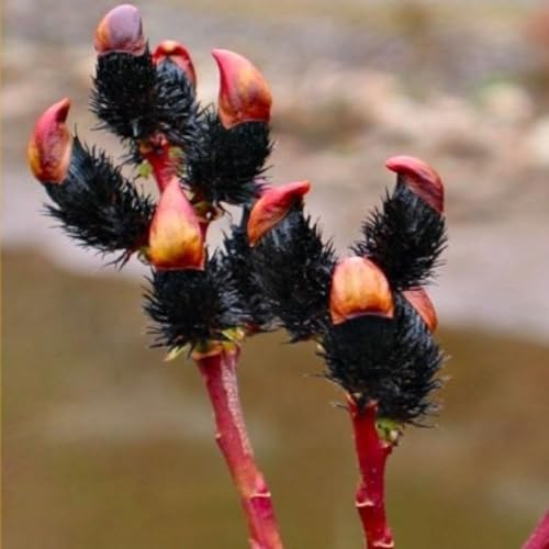 Black Pussy Willow Tree Cuttings to Grow - One of The Most Rare Catskin Willow Trees (2 Cuttings)