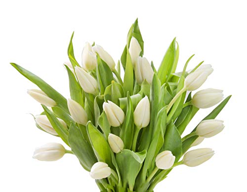 Blooms2Door KBDF1225-V999-A999 Prime Next Day Delivery - Fall Collection - 20 White Tulips. Gift For Birthday, Anniversary, Thank You, Valentine, Mother’S Day Fresh Flowers thumb #3