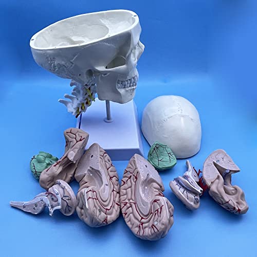Image of Human Skull and Brain with Cervical Vertebra Anatomy Model, Life Size Anatomical Model for Science Classroom Study Display Teaching Model
