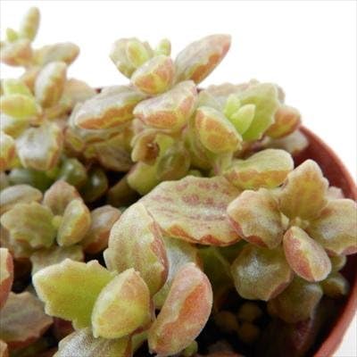 Amazon Co Jp Kfプレクトランサス プロストラーツス コレウス 多肉植物 プレクトランサス Diy 工具 ガーデン