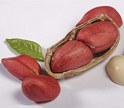 30 Pièces Plantes D'arachide Rouge Pour La Plantation En Jardin De Graines D'arachide Variétés à Haut Rendement De Semences De Légumes Sans OGM Plantation Efficace Dans Les Jardins Extérieurs Cover