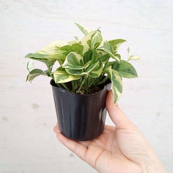 Amazon｜[ザ・ファームセレクト]ポトス：エメラルド 3号ポット[流通量