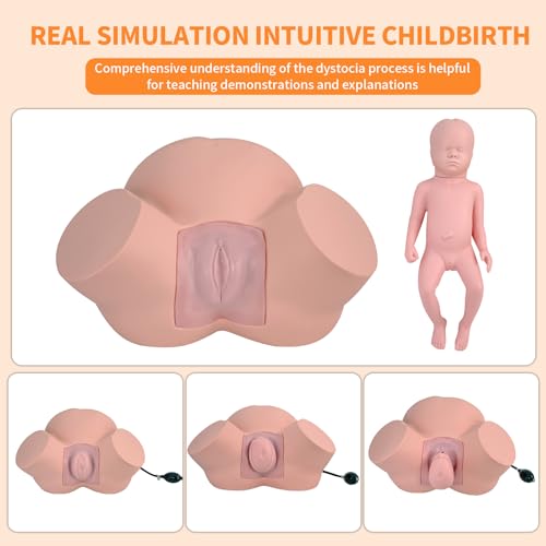 Image of Birth Midwifery Training Model Simulator, Life Size Childbirth Demonstration Obstetrics Gynecology Normal Abnormal Fetal Positions Delivery Maternity Manikin for Teaching Medical