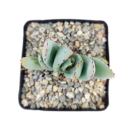 Aloe Peglerae Plant (4Inch) - Live Indoor Plant - Aloe Plant - Healthy Unique Succulent - Succulent Home Decoration #TOP2