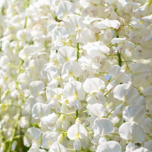 CHUXAY GARDEN 5 Seeds White Wisteria Seed,Wisteria Sinensis Privacy Screen Tree Perennial Climbing Vine Excellent Addition to Garden