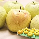 りんご 3kg箱 星の金貨 ご家庭用/訳あり 青森 3キロ箱 林檎 青森期待の新人商店