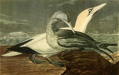 Cuadro de lienzo alcatraces John Audubon pintura decoración hogar salon pasillo 60x90cm