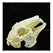 Wixine 1Pcs Cottontail Rabbit Skull Specimen Animal Bone Specimen