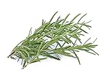 Rosemary Seeds, 50+ Heirloom, Non GMO Seeds, Rosmarinus officinalis.