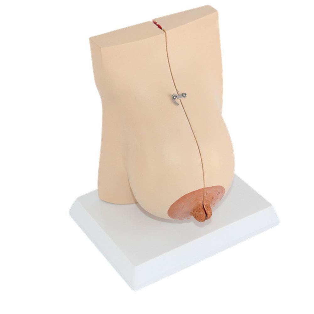 Anatomy Models, Human Breast Anatomical Model During Lactation, Female, PVC Material for Medical Teaching
