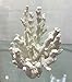 Abbott Collection 20-SEASHORE/45 Small White Finger Coral Decorative Resin Figurine