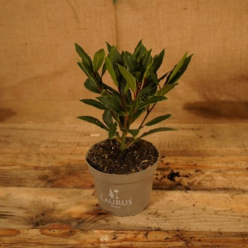 Carbeth Plants Laurus Nobilis Bay Tree in 10cm Pot - Culinary Herb