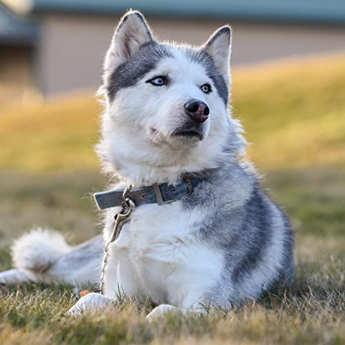 Jipimon Metal Prong Collar Backup Double Ended Dog Collar Clip For Pinch Collar Dog Harness Collar Connector Safety Clip (Medium) #TOP4