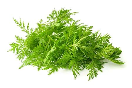 Einjähriger Beifuss Artemisia annua Qing Hao ca. 1.000 Samen Keimtest siehe Foto 3
