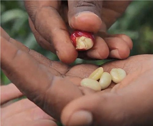【コーヒー生豆】エチオピア ゲシャビレッジ ゲイシャ種  ナチュラル (3kg)