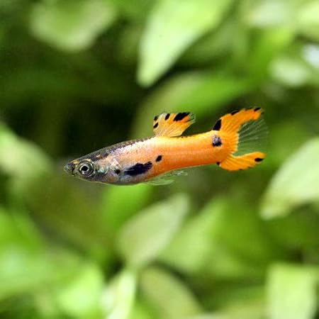 Amazon 熱帯魚 エンドラーズ グッピー ピンクスカーレット オス 外国産 １匹 北海道 九州 沖縄航空便要保温 Charm チャーム 観賞魚 水中生物 通販