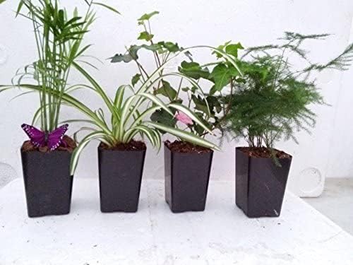 Holiday Plants Fairy Garden Terrarium Plants - 4 Plants in 3.1/4" Pots