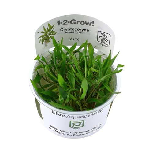 Tropica - Cryptocoryne wendtii 'Green' 1-2 Grow ! - Live aquarium plant