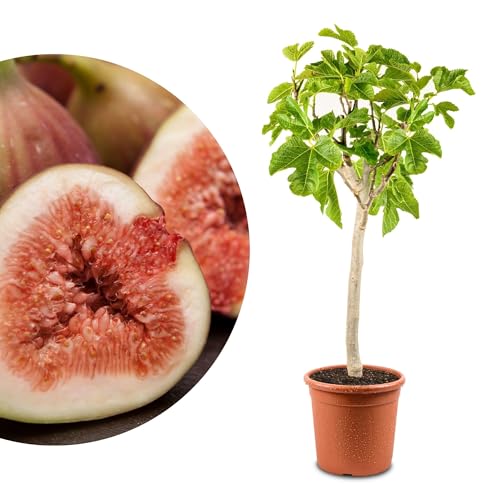 Bild: Meine Orangerie - Winterharter Feigenbaum - Echte Feige - Ficus Carica - Bornholmfeige - winterharte Feige in G�rtnerqualit�t - Fig tree - Feigenbaum selbstbefruchtend f�r 49,90 EUR (-17%) statt 59,90 EUR bei amazon.de