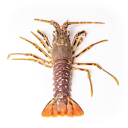 Langosta - Pescadería Premium - Pieza 800/1,5 kg -Pescado y Marisco Fresco de Lonja (1 kg, Langosta)