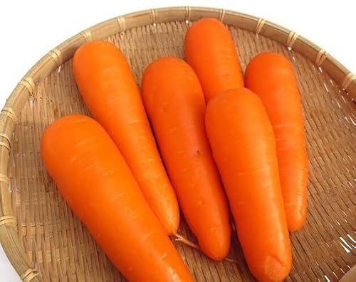 60 pezzi nuovi semi di carote fresche
