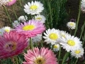 Just Seed - Flower - Acroclinium Grandiflorum Mixed - 300 Seeds