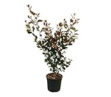Eugenia Etna Fire | Maceta 19cm | Planta natural de Exterior | Altura 80 cm | Hojas verdes, rojas y naranjas