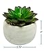 Houseables Artificial Succulent Plants, Potted Fake Succulents, 6 Pk, 4.25” x 3”, 3.5”H x 3”W, Small, Faux Flower in Pot, Assorted, Cacti, Aloe, Plant for Desk, Indoor Shelf, Office Décor