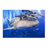 HDSDA Leinwand-Poster, Walhai, Unterwasser, Wandkunst, 