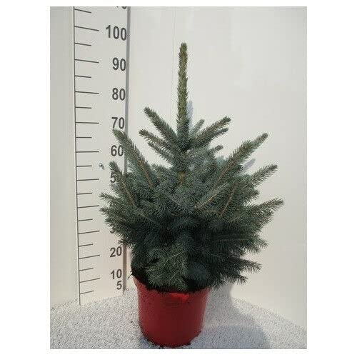 Picea Pungens Abete Rosso Blu, Fotografia Stock - Immagine Di Legno, Spruce: 136452018 - Foto 8