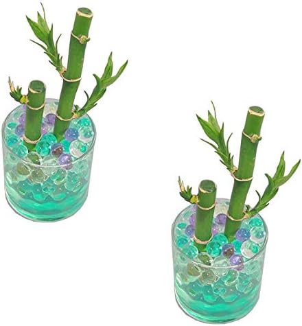 Amazon ハイドロカルチャー サークル70グラス ゼリーボール バンブー 2個セット 観葉植物 オンライン通販