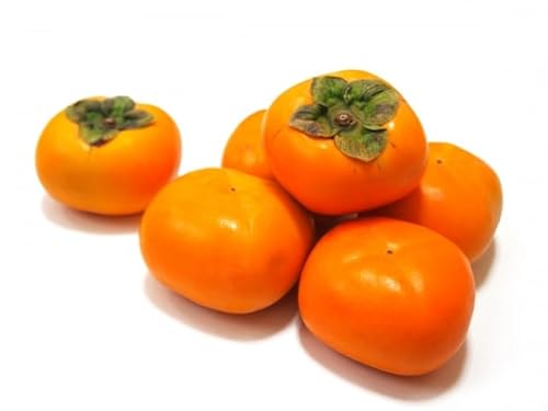 富有柿(6.5kg箱)11月出荷予定 鳥取県南部町