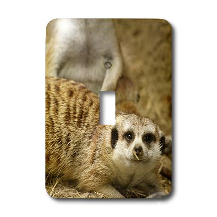 Interrupteur suricate 3dRose idée cadeau originale pour passionné d'animaux