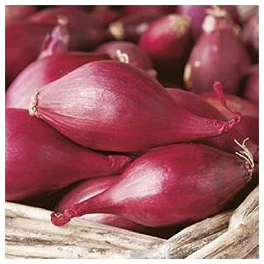 Semi Sementi Cipolla Tropea Tonda Onion