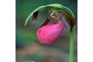 100 Pink Lady's Slipper Flower Seeds For Gardening