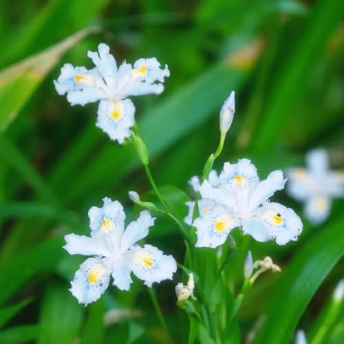 bulbi di iris resistenti, giardino decorative esterno balcone 2pcs