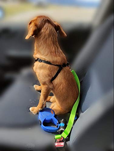 Cntura D Scurezza Per Can Cane Gunzaglo Regolable Auto Unversale - Foto 5