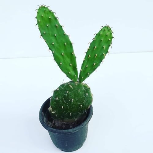 Image of Nagfani Crown of Thorns Live Plant with Pot | Euphorbia Milii Vibrant Flowering Succulent Plant | Outdoor & Indoor Decorative Cactus Type Plant for Home Garden & Balcony