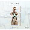 Axis Scientific 34 Life-Size Unisex Torso Model, 18 Removable Organs Including Brain, Heart, Lungs, and Digestive System, Open Back Design, 108 Labeled Structures, Study Guide Included