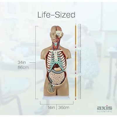 Axis Scientific 34 Life-Size Unisex Torso Model, 18 Removable Organs Including Brain, Heart, Lungs, and Digestive System, Open Back Design, 108 Labeled Structures, Study Guide Included