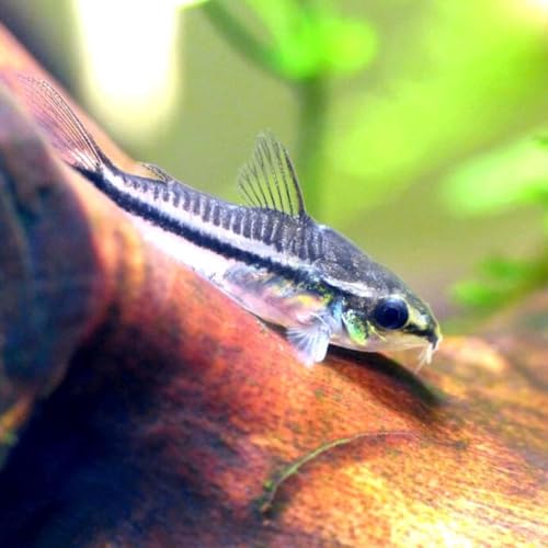 Swimming Creatures School of 12 Pygmy Cory (Corydoras pygmaeus) Freshwater Aquarium Fish Live