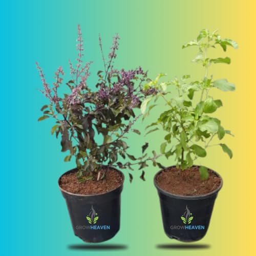 Image of live plants (TULSI PACK OF 2)