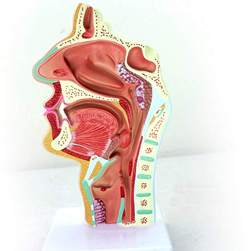 Benefischl Medizinisches Modell Der Menschlichen Anatomischen Nasen HHhlen Hals Anatomie Fuer Die Wissenschafts Klassen Studien Anzeige, Die Medizinisches Modell Unterrichtet