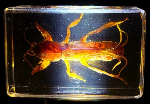 Image of 44mm Real Mole Cricket in Crystal Clear Lucite Resin Specimen Preserved Animal Insect Bug Taxidermy Crafts Collection for Biology Science Education & Desk Ornament Display Supplies Small Paperweight