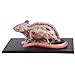 Imagen de Modelo Anatómico 4D Anatomía De La Rata En Blanco Y Negro Modelo De Órgano Óseo Visceral Enseñanza De Medicina Veterinaria Equipo Ensamblado Extraíble 32 Piezas